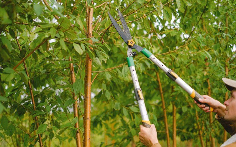Tree trimming in Vandalia, MT
